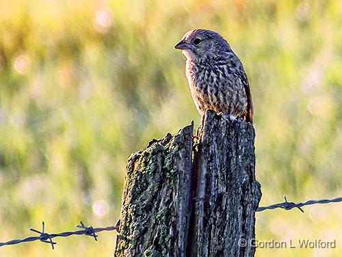 Bird On A Fence Post_DSCF06816.jpg - Juvenile Brown-headed Cowbird (Molothrus ater) photographed near Smiths Falls, Ontario, Canada.